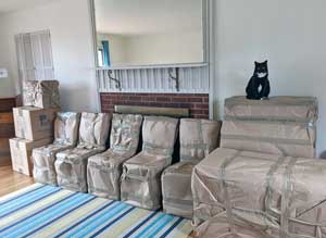 Kiwi the Cat supervising the moving